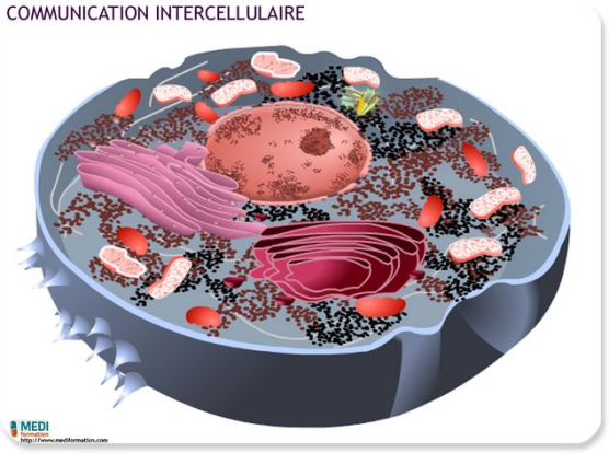 UE Biologie fondamentale